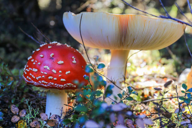 Fly Agaric Mushrooms in the forest stock photo
