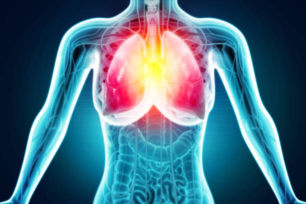 istock Human Respiratory System Lungs Anatomy. 3d illustration 1346354454