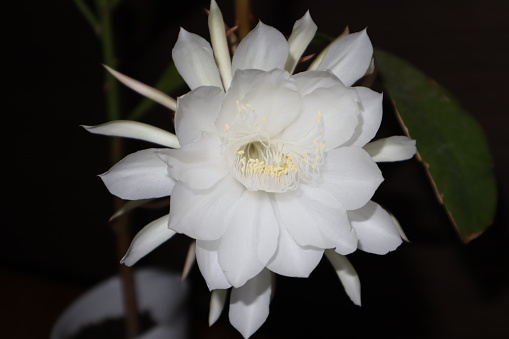 Only the flower arrangement of the Queen of the Night and the limit blooms. It is a beautiful flower with a nice scent when it blooms