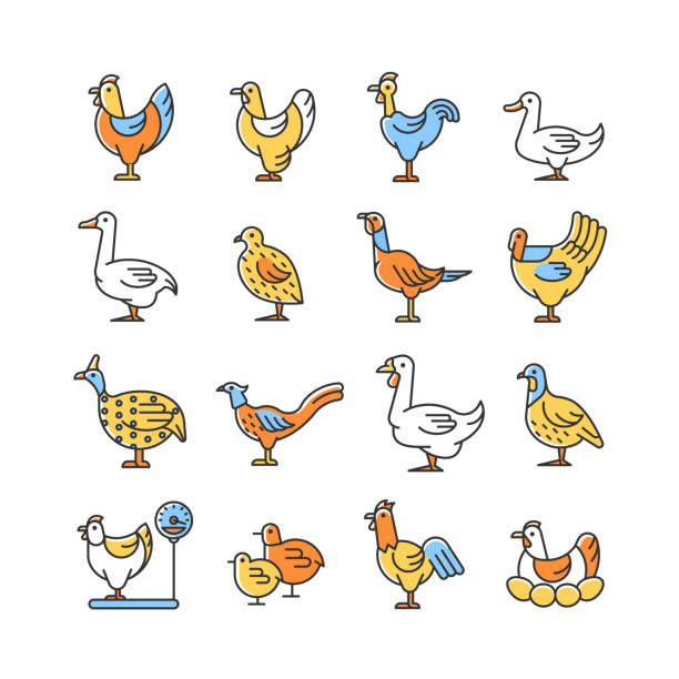 ilustrações de stock, clip art, desenhos animados e ícones de farm birds for poultry rgb color icons set - packing duck