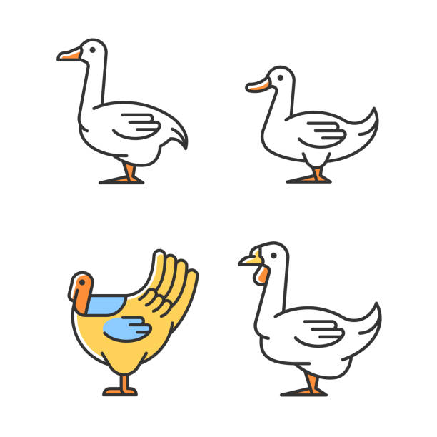ilustrações de stock, clip art, desenhos animados e ícones de waterfowl rgb color icons set - packing duck