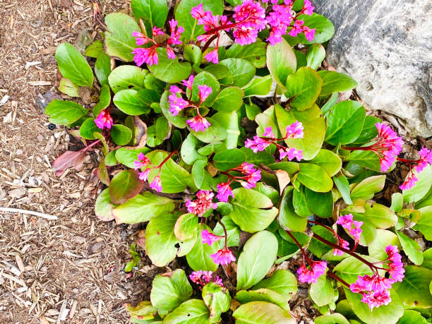 Perennial Plant Bergenia stock photo