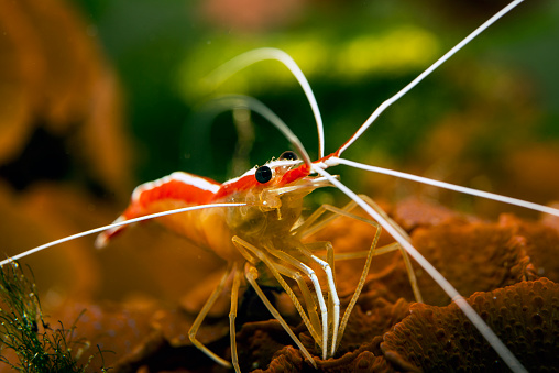 Cleaner Shrimp -Lysmata Amboinensis
