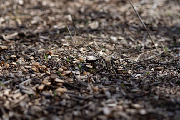 petits champignons d’automne dans un sol noir, petits organismes bruns avec des chapeaux trouvés dans la forêt dans le sol - 11901 photos et images de collection