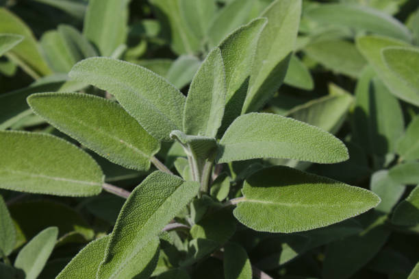 istock healthy sage in the garden 1346359683