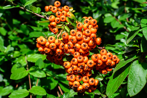 Small yellow and orange fruits or berries of Pyracantha plant, also known as firethorn in a garden in a sunny autumn day, beautiful outdoor floral background photographed with soft focus