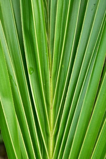 istock fresh green coconut leaves 1346361103