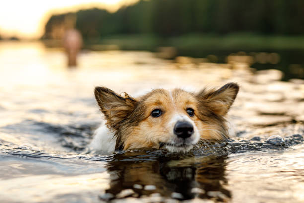 The dog swimming in a lake