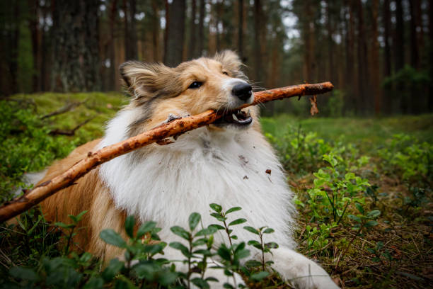 istock The dog is playing with a stick in forest. 1346361190