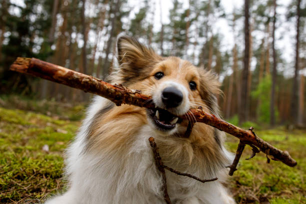 istock The dog gnaws the stick in a forest meadow. 1346361193