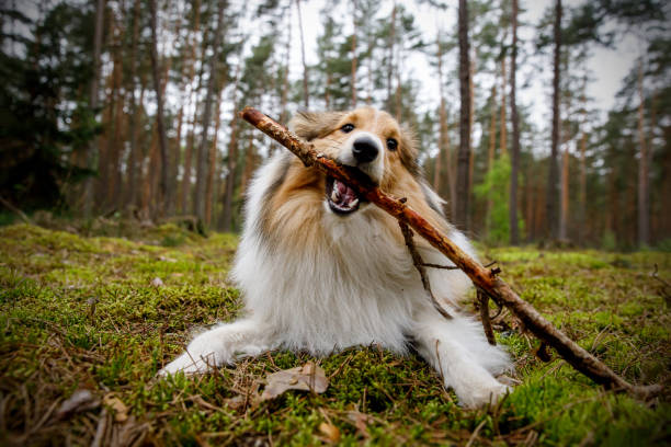 istock The dog is playing with a stick in forest. 1346361194