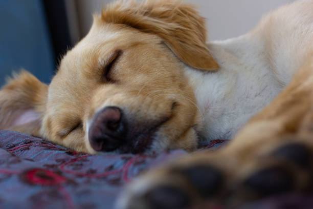 istock Golden retriever dog sleeping 1346362348