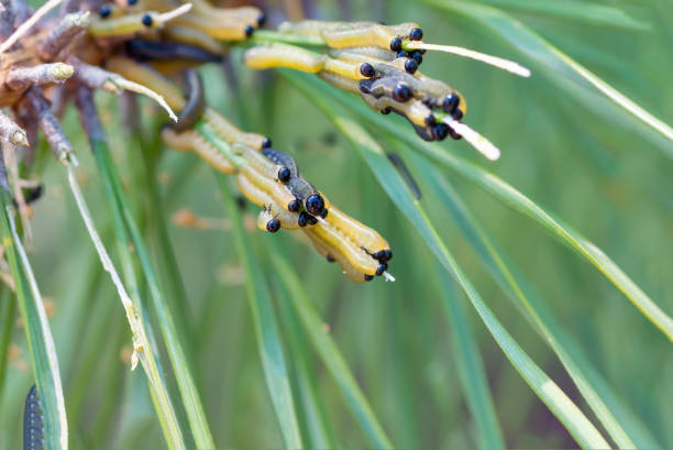 istock Bunch of caterpillars is in a coniferous tree. 1346362837