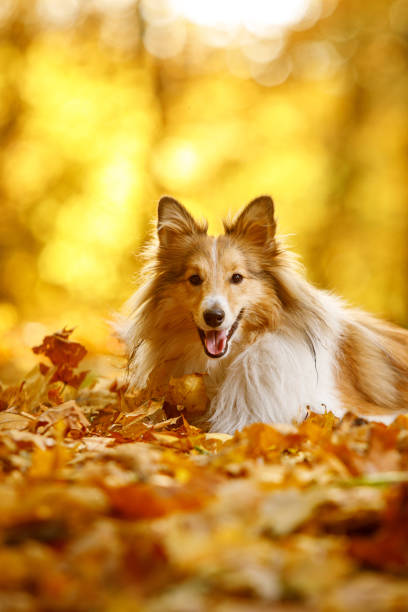 istock The ginger sheltie dog in autumn leaves 1346363074