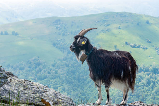 cabra pirenaica única en las montañas del país vasco - pyrenean fotografías e imágenes de stock