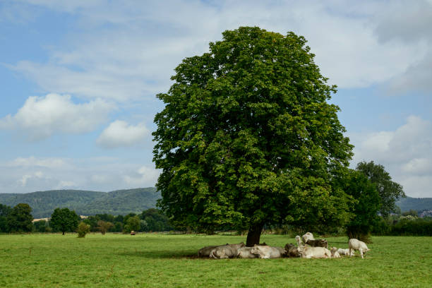 Herd of  cows lying under a chestnut tree