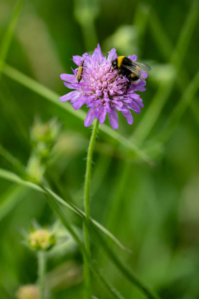 istock Bumblebee on a purple flowerhead 1346364469