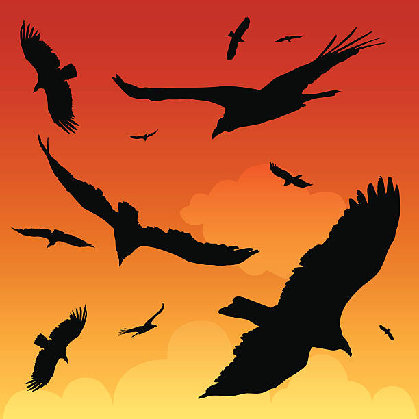 Birds of Prey Circling birds of prey at sunset. vulture stock illustrations