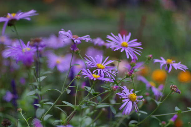 istock Violet flovers isolated in the green blurred background 1346365798