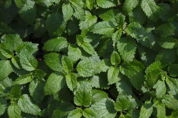 istock lemon balm in the garden 1346366738