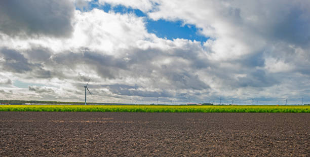 istock Corn growing in a green pasture landscape under a blue white cloudy sky in sunlight in autumn 1346367051