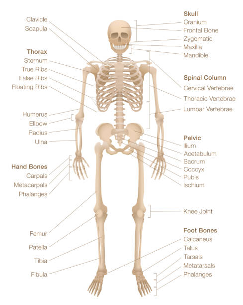 menschliche skelettkarte. markiertes skelettsystem mit benannten knochen, schädel, wirbelsäule, becken, thorax, rippen, brustbein, hand- und fußknochen, schlüsselbein, schulterblatt und mehr. vektorillustration. - ischium stock-grafiken, -clipart, -cartoons und -symbole