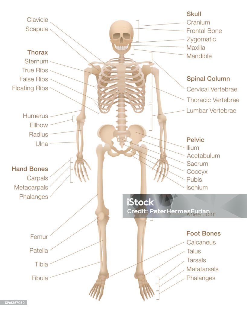 Human Skeleton Chart Labeled Skeletal System With Named Bones ...