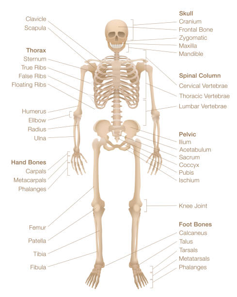 Human skeleton chart. Labeled skeletal system with named bones, skull, spinal column, pelvic, thorax, ribs, sternum, hand and foot bones, clavicle, scapula and more. Vector illustration. Human skeleton chart. Labeled skeletal system with named bones, skull, spinal column, pelvic, thorax, ribs, sternum, hand and foot bones, clavicle, scapula and more. Vector illustration. fibula stock illustrations