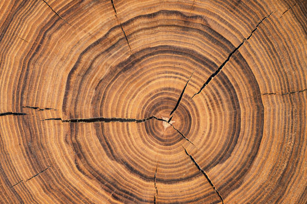 istock stump cut texture, tree rings wood background 1346367344