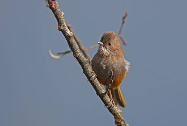 istock Brown-throated Fulvetta 1346368324
