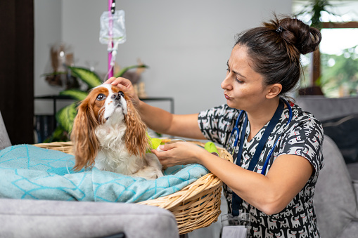 Young female veterinarian examining  Cavalier King Charles Spaniel and wrapping her leg in bandages