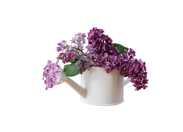istock watering can for indoor with pink blooming flowers isolated 1346368741