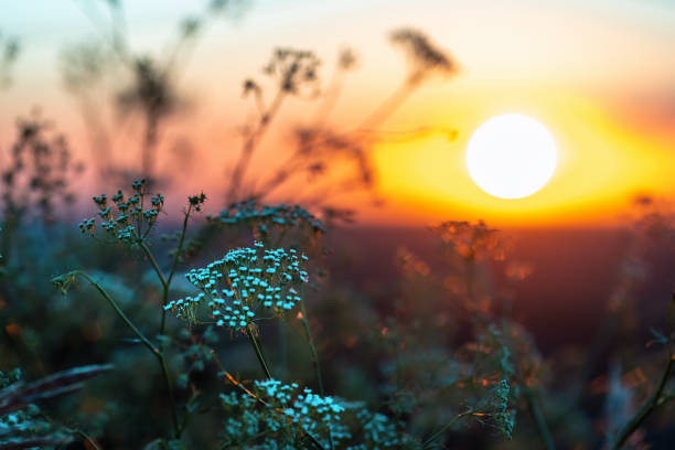 Wild wildflowers and grass during sunrise in summer. Flowers against the setting sun. Large grass in the field during sunrise against the sky. Natural background