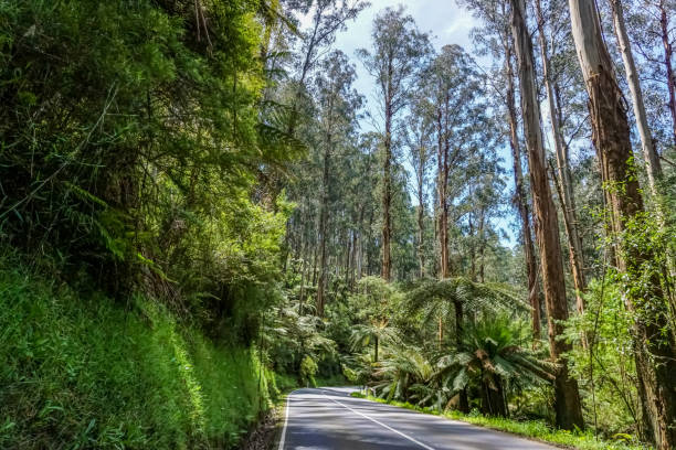 istock A road through a rainforest in Australia. 1346370307