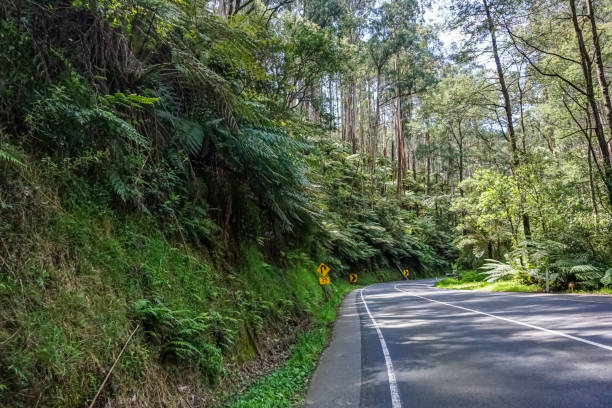 istock A road through a rainforest in Australia. 1346370860