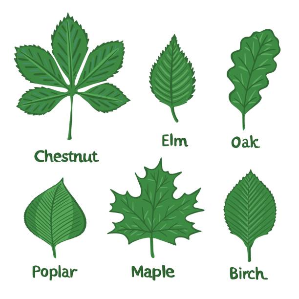 ilustraciones, imágenes clip art, dibujos animados e iconos de stock de hojas rb - elm leaves