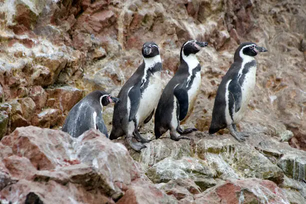 Ballestas Islands, Peru - May 10 2010: Humboldt Penguins. - The Ballestas Islands (Islas Ballestas in spanish) are a group of small islands near the town of Paracas.