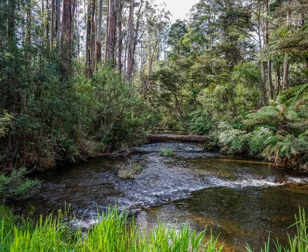 istock A river through the rainforest in Australia. 1346372225