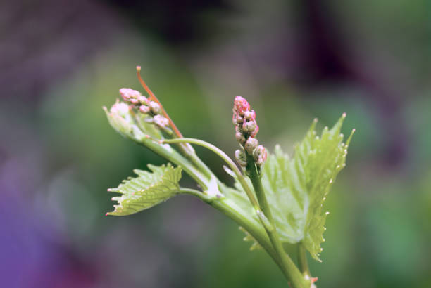 istock flower buds and leaves of shoots grapevine spring 1346373503