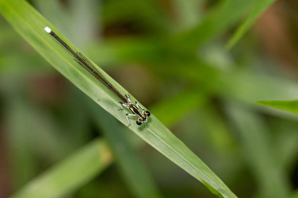 istock Portrait of damselfly - Black-kneed Featherlegs (Copera ciliata) 1346373531