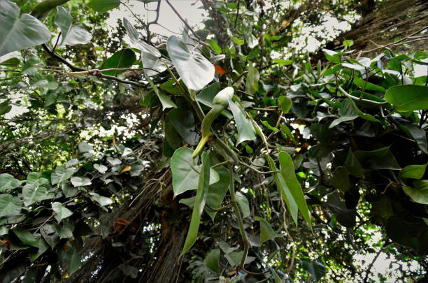 istock Philodendron hederaceum descending hanging from tree 1346375695