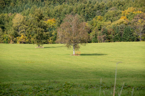 istock Birch standing on a green meadow in autumn 1346376035