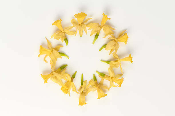 istock minimalistic floral pattern. wreath of dried flowers daffodils on a white background 1346376830