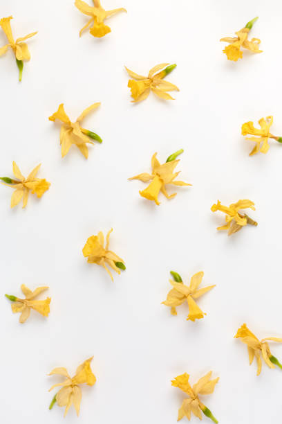 istock minimalistic floral pattern of dried daffodil flowers on a white background. simple flat composition, vertical frame 1346376838