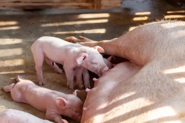 A newborn piglet is sucking milk from a mother pig