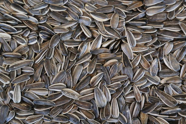 istock sunflower seeds close up 1346376890