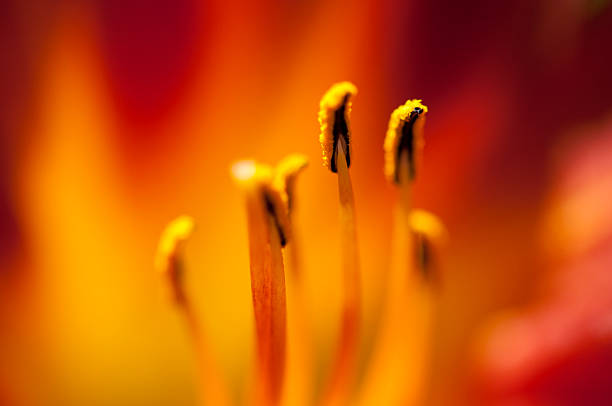 istock Day Lily Anther Filament 134637729