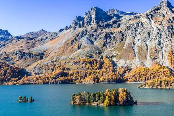 Lake Silsersee and small islets at St. Moritz of Swiss alps in autumn Lake Silsersee and small islets at St. Moritz of Swiss alps in autumn season with golden color larch trees on the mountain Piz Lagrev maloja region stock pictures, royalty-free photos & images