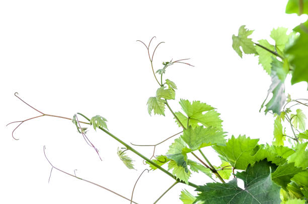 istock green leaves of grape isolated on white background 1346377837