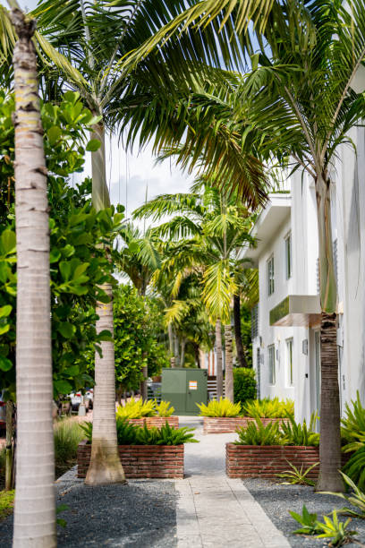 istock Walkway in a garden with palm trees Miami Beach 1346379345